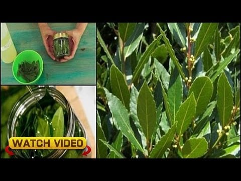 No More Varicose Veins, No Joint Pains and No Headaches Thanks to This Leaf