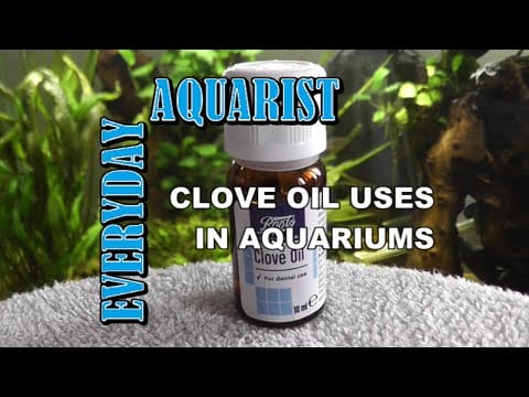 How To Anaesthetize and Euthanize Fish Humanely With Clove Oil