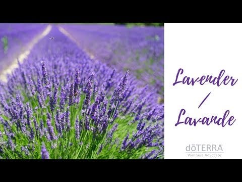 Huile essentielle de lavande – Lavender Essential Oil