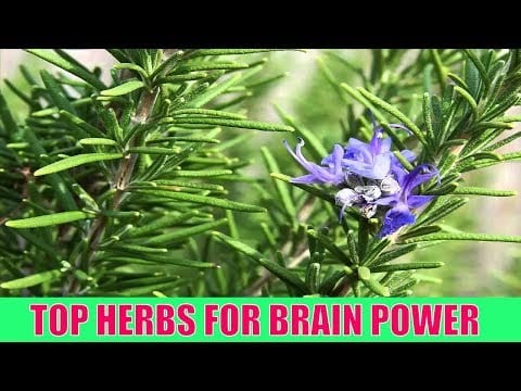 FIGHTING DEMENTIA With These TOP HERBS FOR BRAIN POWER, Improve Your Memory Power & Prevent DEMENTIA