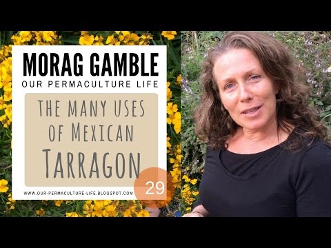 The Many Uses of Mexican Tarragon