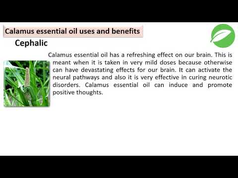health benefits of calamus essential oil | health benefits and uses of calamus