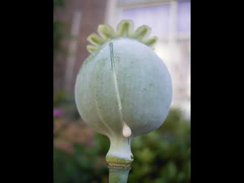 Opium | Wikipedia audio article
