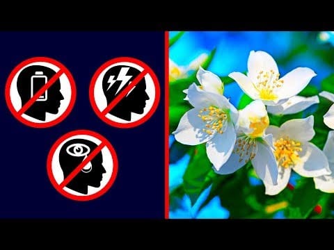 Keeping a Jasmine Plant In Your Room to Reduce Panic Attacks And Depression