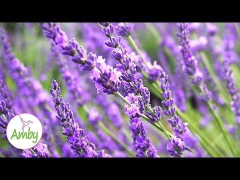 Beautiful Lavender Flowers & Relaxing Music With Amazing Nature Scenery HD Video 1080p ?Sleep Music